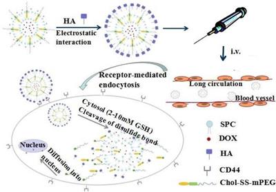 Frontiers | Recent Advances in Nanoplatforms for the Treatment of 